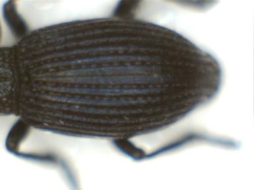 Réf. 182 571 : Ceratapion penetrans